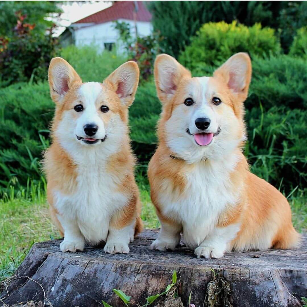 15 Pictures Only Corgi Owners Will Think Are Funny The Dogman 15 Pictures Only Corgi Owners Will Think Are Funny The Dogman