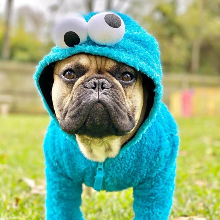 15 Funny Halloween Costumes for French Bulldogs The Dogman