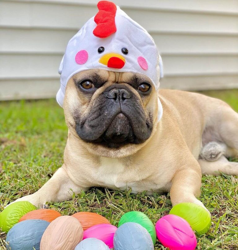 15 Funny Halloween Costumes for French Bulldogs The Dogman