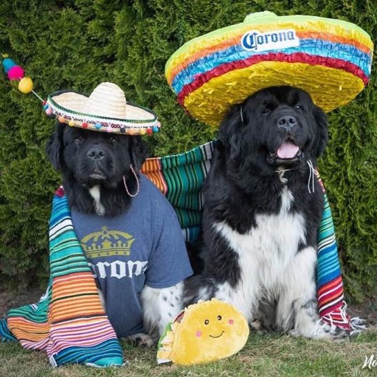 15 Funny Halloween Costumes for Newfoundlands Page 2 of 5 The Dogman