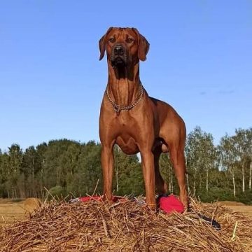 15 Cool Facts About Rhodesian Ridgebacks - The Dogman