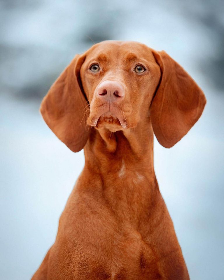 15 Cool Facts About Vizsla Dogs The Dogman