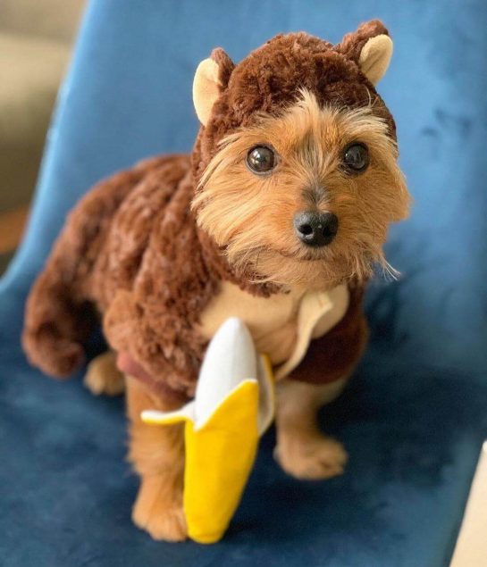 14 Funny Halloween Costumes for Yorkshire Terriers The Dogman