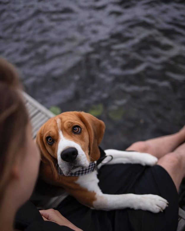 15 Pictures Only Beagle Dog Owners Will Think Are Funny The Dogman