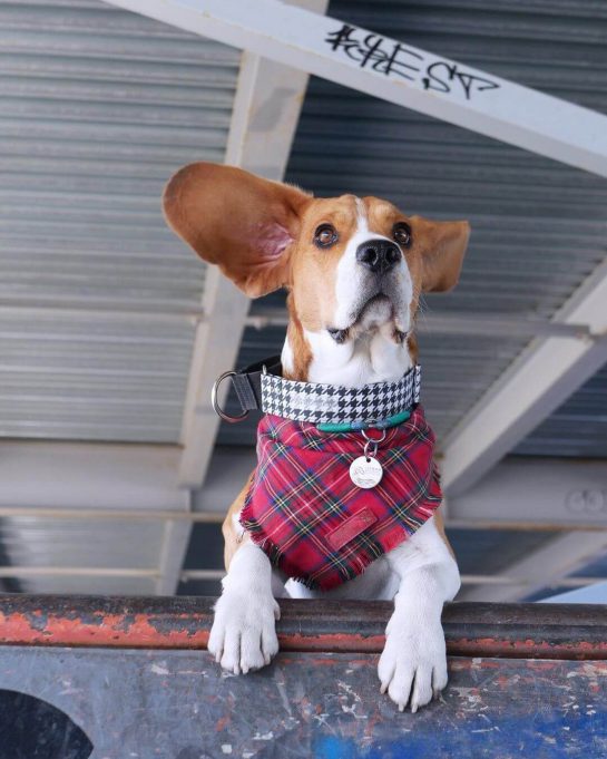 15 Pictures Only Beagle Dog Owners Will Think Are Funny The Dogman