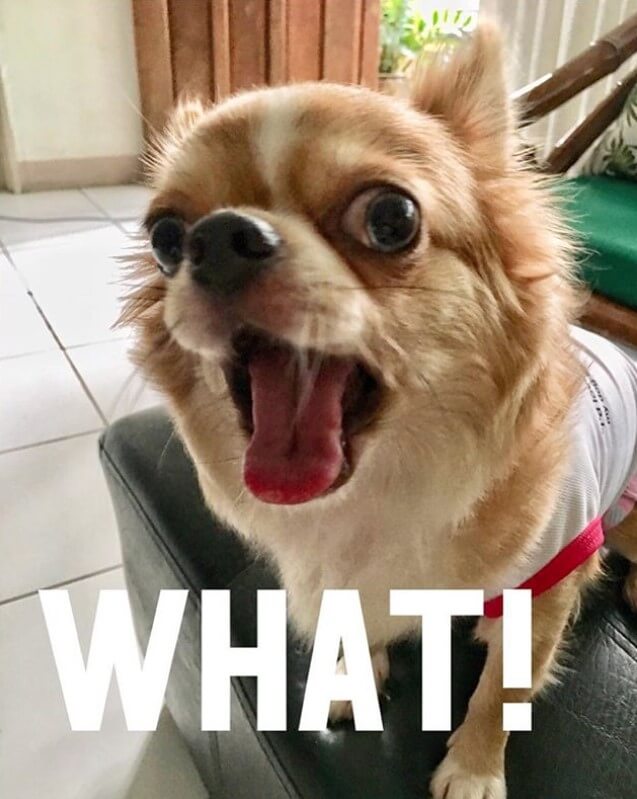 15 More Hysterical Chihuahua Memes That Will Make You