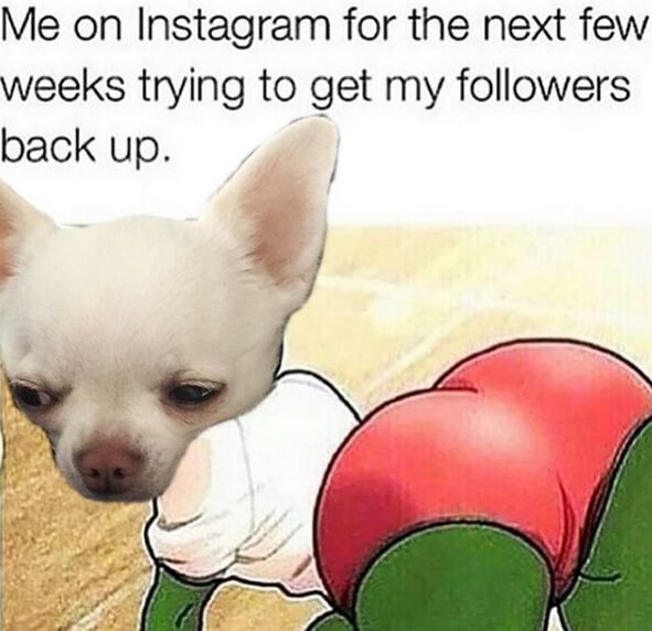 15 Chihuahua Memes That Prove They're The Most Adorable