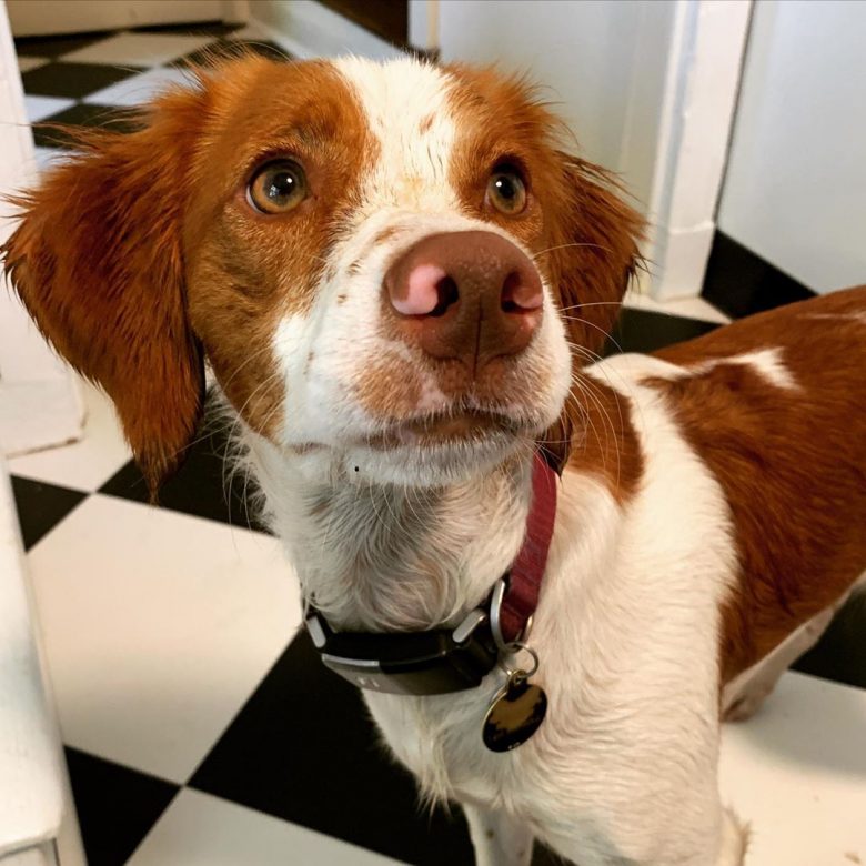 12 Facts About Brittany Spaniels You Will Love The Dogman