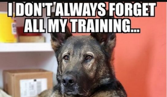 16 Funniest German Shepherd Dog Memes The Dogman