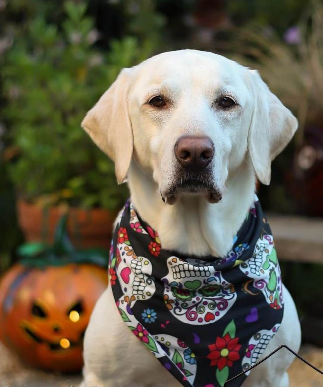 15 Funny Pictures Showing How Labradors Spend Halloween Night The Dogman