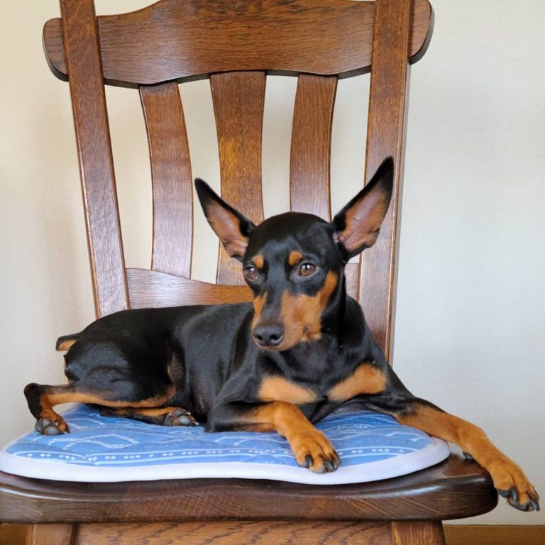 12 Things Miniature Pinscher Owners Must Never The Dogman