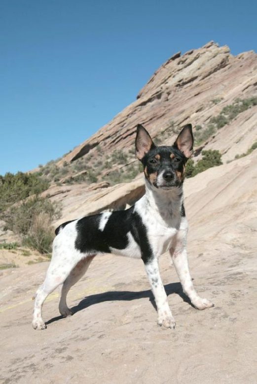 80+ Perfect Rat Terrier Dog Names The Dogman