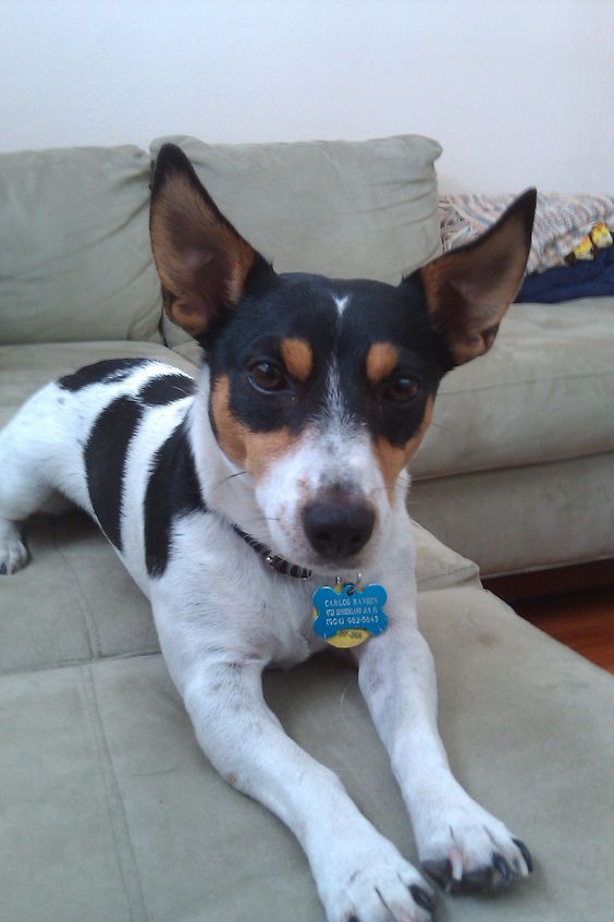 80+ Perfect Rat Terrier Dog Names The Dogman