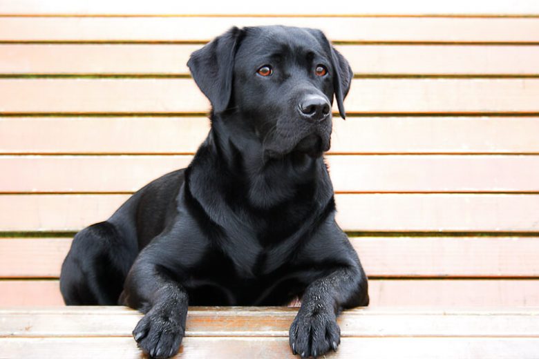 10 Most Popular Dog Breeds in Denmark The Dogman