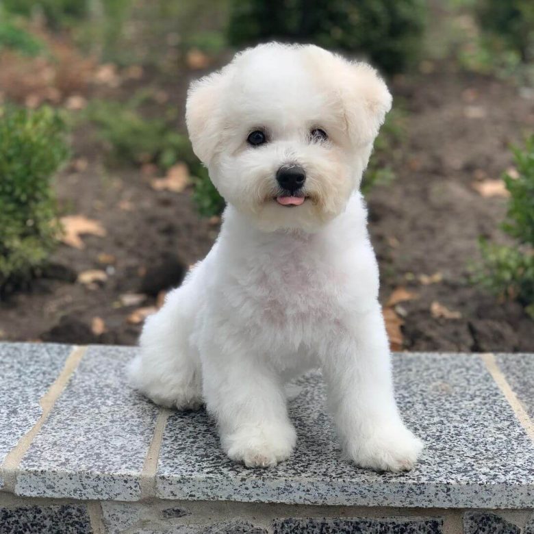 15 Interesting Facts About Bichon Frises Page 4 of 5 The Dogman