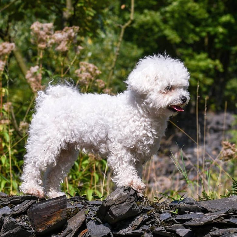 14 Amazing Facts About Bolognese Dogs You Probably Never Knew Page 5 of 5 The Dogman