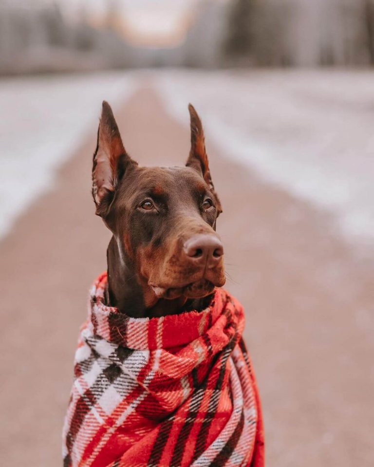 Doberman Pinscher Puppies Miniature
