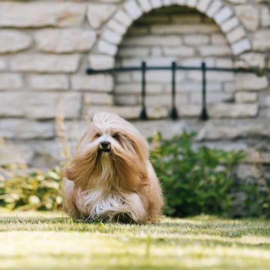 15 Interesting Facts About Havanese Dogs The Dogman