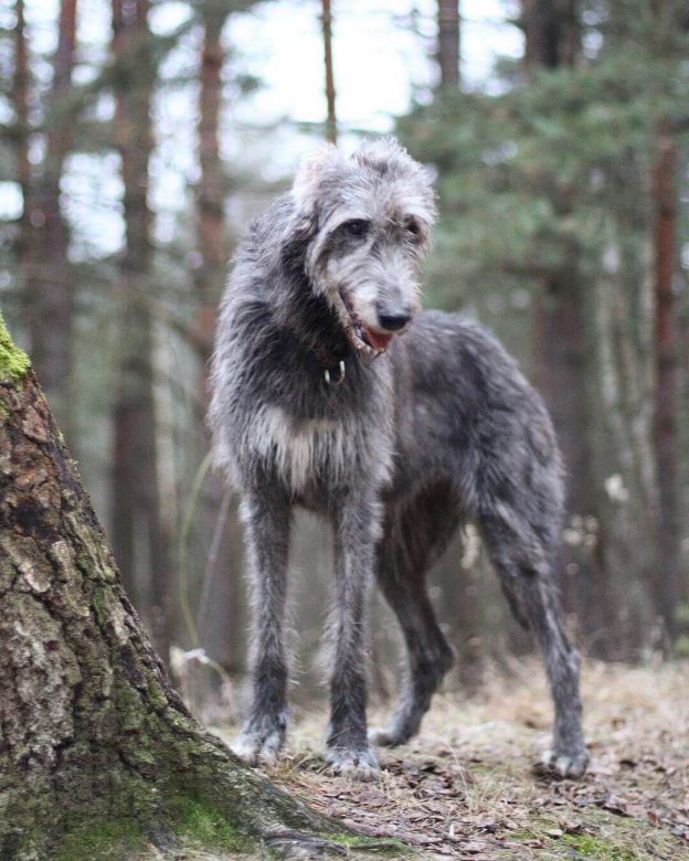15 Cool Facts About Irish Wolfhounds The Dogman