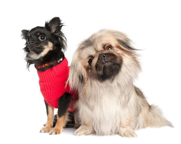 14 Pekingese Photos That Will Make You Smile In The Cold Months Of The ...