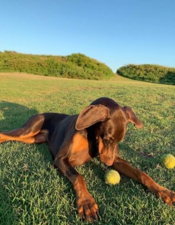 16 Pictures That Prove Doberman Pinschers Are Perfect Weirdos - The Dogman