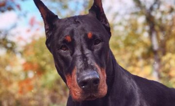 16 Pictures That Prove Doberman Pinschers Are Perfect Weirdos - The Dogman