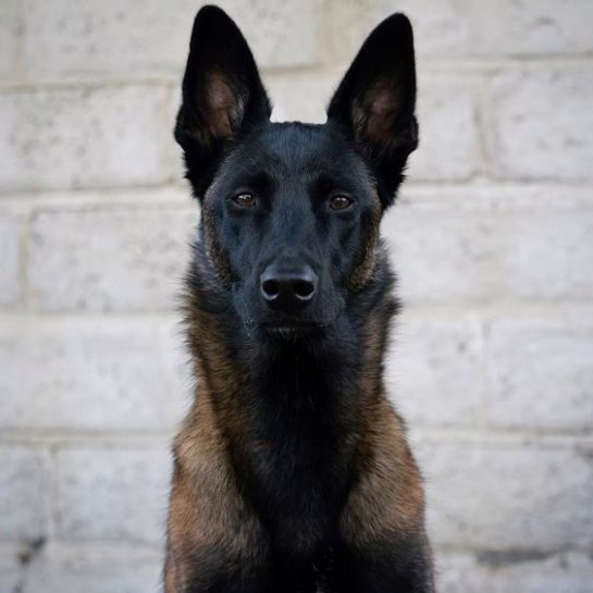 14 Absorbing Facts About Belgian Malinois The Dogman
