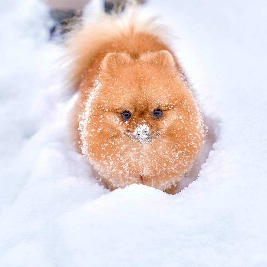 The 14 Cutest Pomeranians You've Ever Seen - Page 4 of 5 - The Dogman