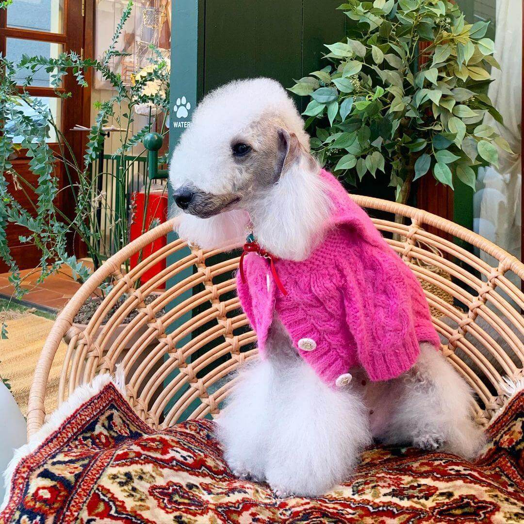 Bedlington Terrier Dog Breed Information The Dogman
