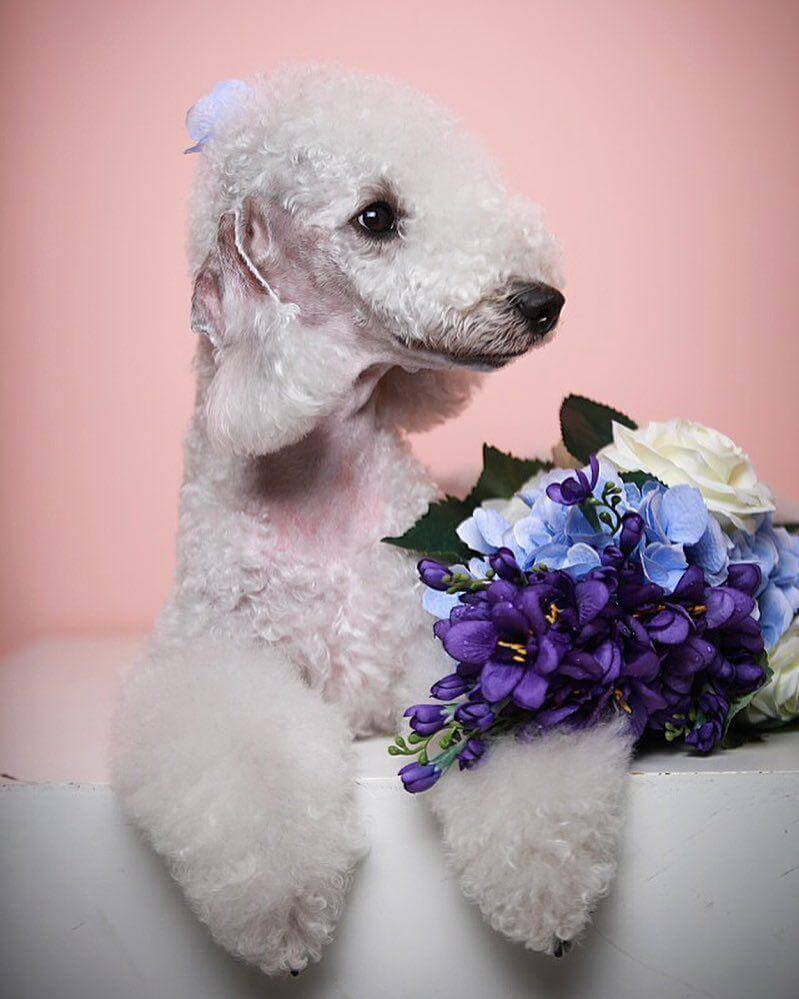 Bedlington Terrier Dog Breed Information The Dogman