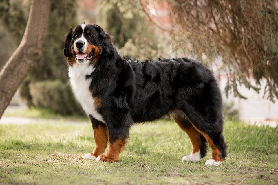 Bernese Mountain Dogs Affectionate and Charming Giants