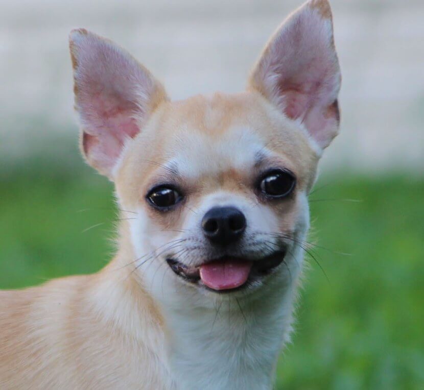 15 Cool Facts About Chihuahuas The Dogman
