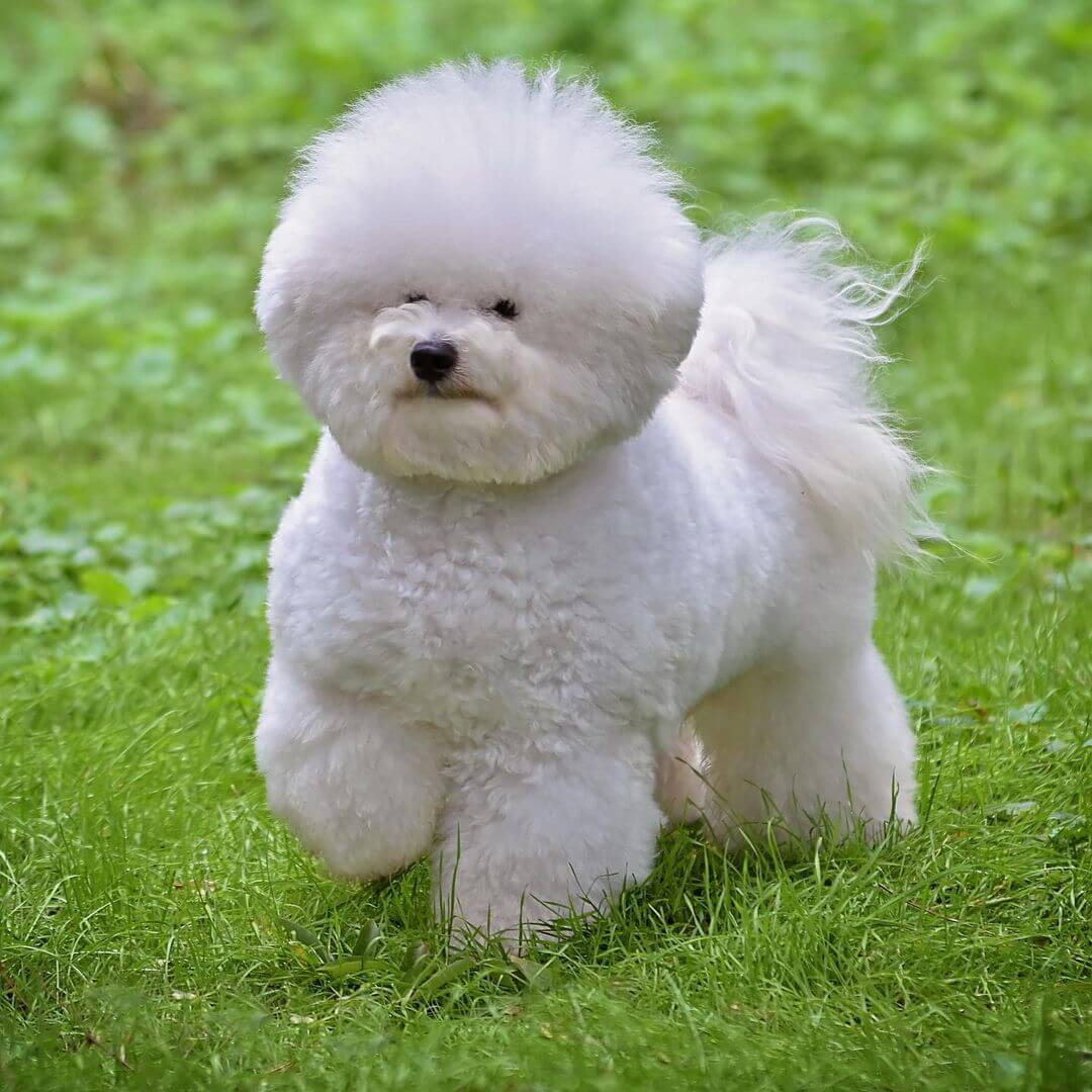 Bichon Frise Dog Breed Information The Dogman
