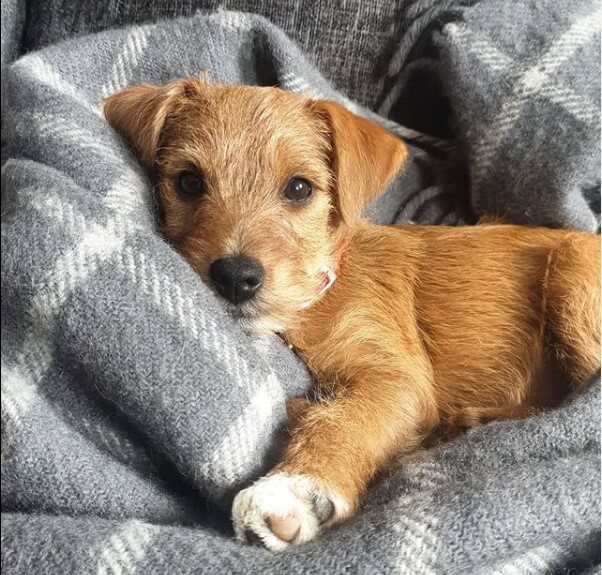 Patterdale Terriers English Hunting Dogs The Dogman