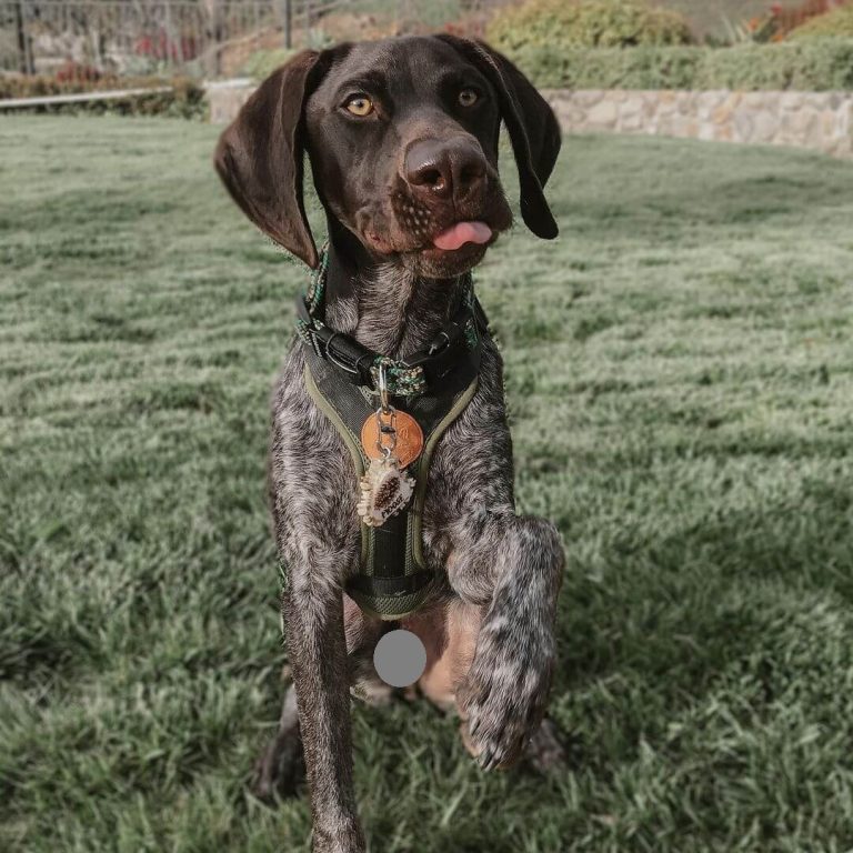 15 Amazing Facts About German Shorthaired Pointers You Probably Never