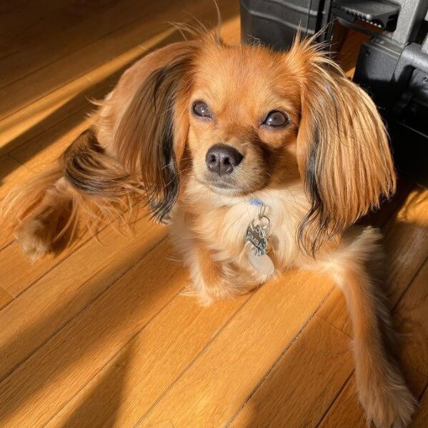 Cavapom Cavalier King Charles Spaniel & Pomeranian The Dogman