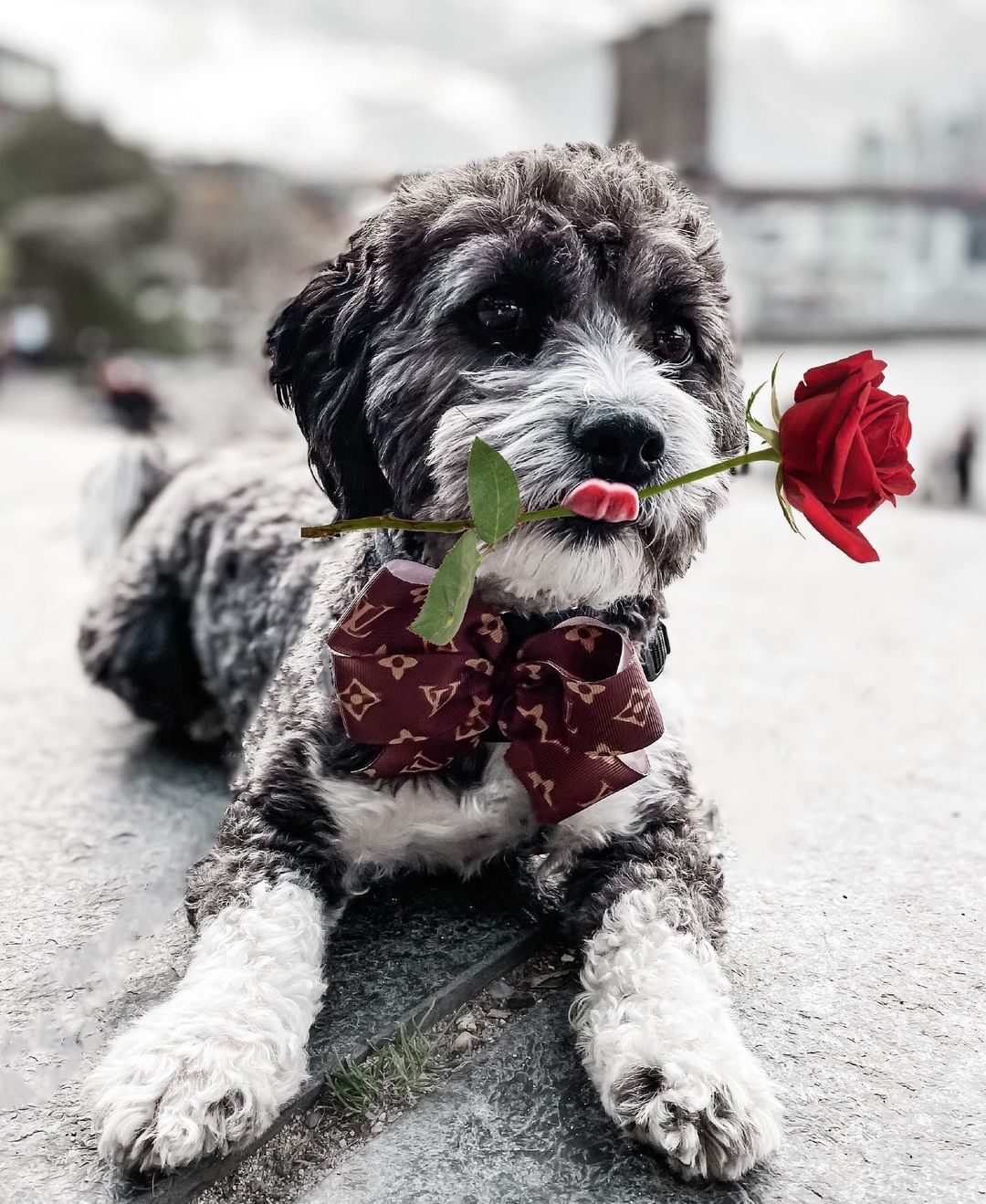 Boxerdoodle Boxer & Poodle The Dogman