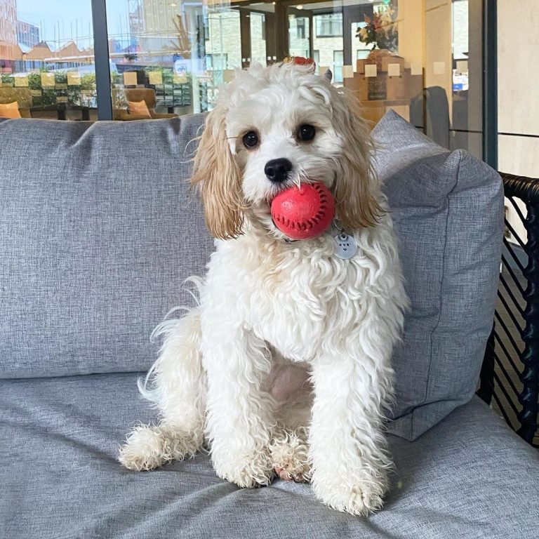 Cavachon Cavalier King Charles & Spaniel and Bichon Frise The Dogman
