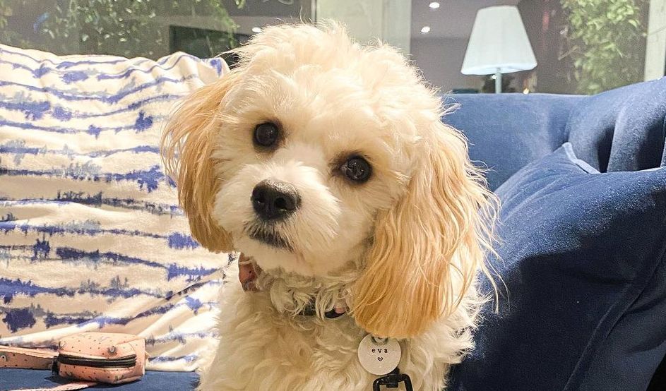 Cavachon Cavalier King Charles & Spaniel and Bichon Frise The Dogman