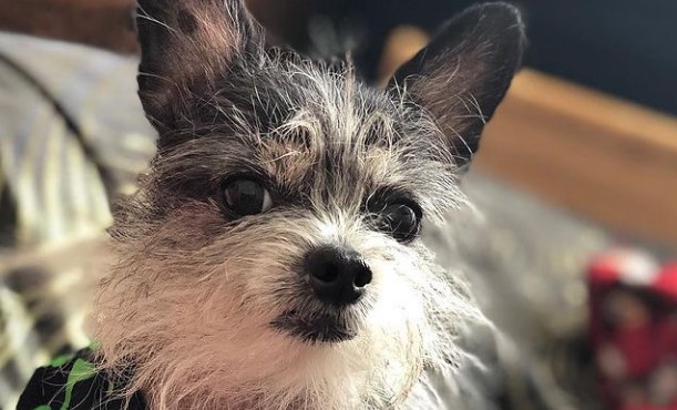 Has A Chihuahua Ever Won The Westminster Dog Show