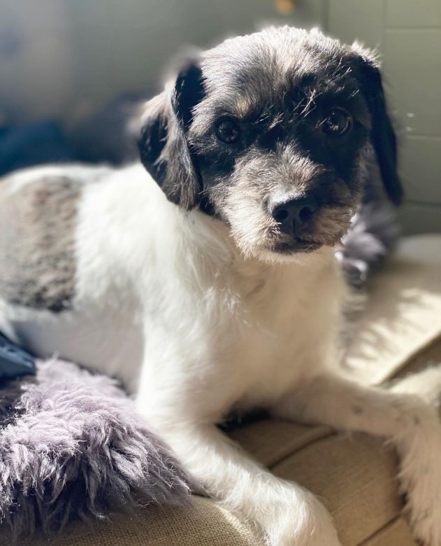 English Boodle English Bulldog & the Poodle The Dogman