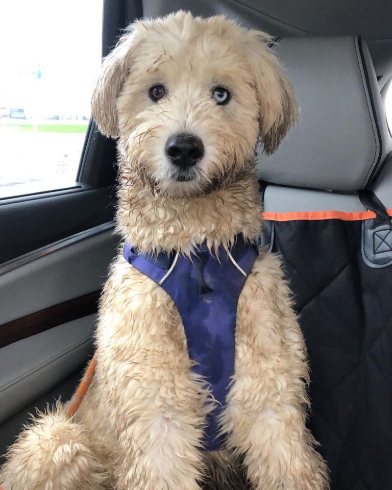 Huskydoodle Siberian Husky & Poodle The Dogman