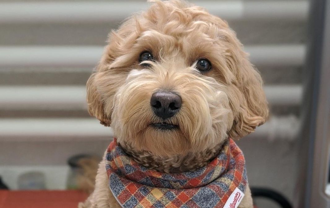 Mini Labradoodle Miniature Poodle & Labrador Retriever The Dogman