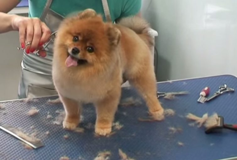How to Cut Pomeranian Hair The Dogman