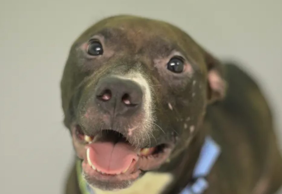 This is How You Recognize a Good Dog Breeder The Dogman