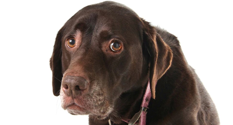 Vomiting in Dogs Causes and Treatment The Dogman