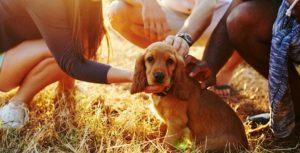 Puppy Imprinting & Socialization Phase - The Dogman - Puppy Imprint Socialization Phase